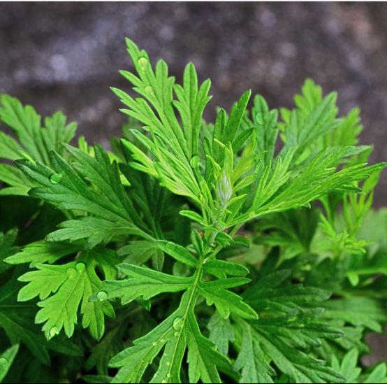 艾灸膝蓋的好處與功效是什么？